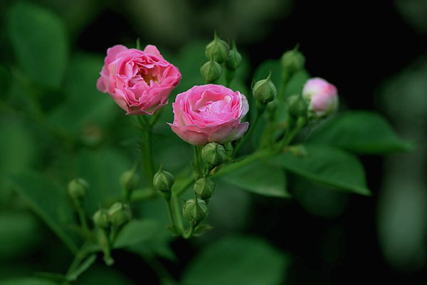 哪里有薔薇花苗賣？薔薇花苗批發(fā)