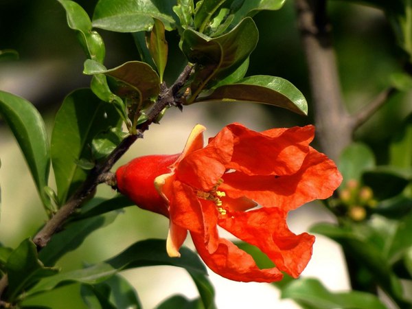 花石榴的花期、果期是什么時(shí)候