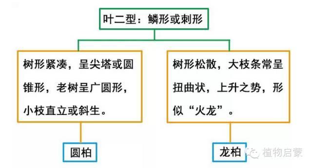 圓柏、刺柏、側(cè)柏、柏木以及龍柏的簡易識別法