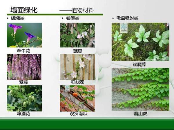 墻面綠化-植物材料