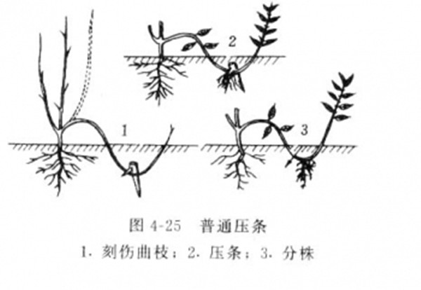 壓條分株繁殖--長(zhǎng)景園林