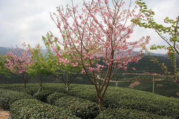 山櫻花--長(zhǎng)景園林