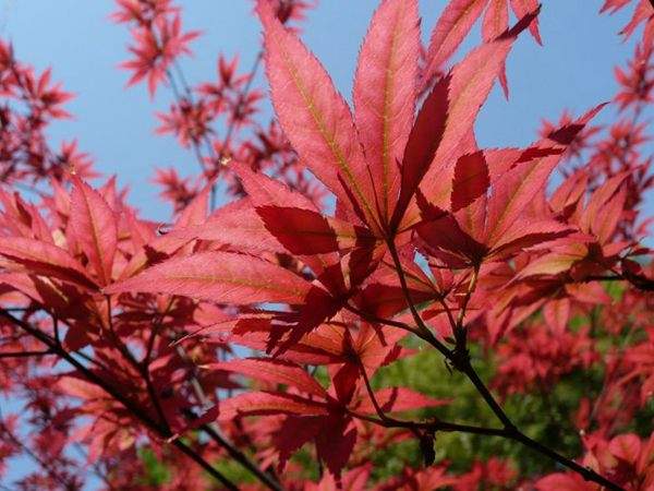 紅楓的三大用途，你知道哪個？