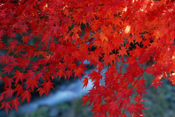 紅楓作衫，白楊為裙，美的傾國傾城！