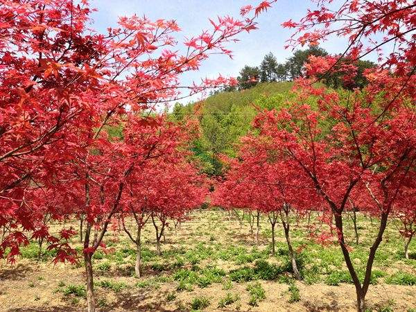 “顏值爆表”的日本紅楓，不是想看就能看！