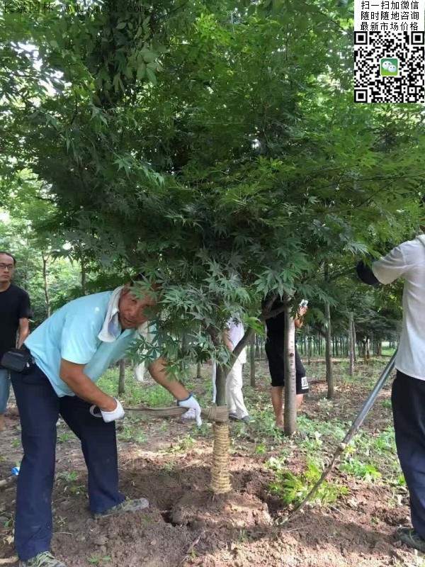 紅楓樹(shù)基地