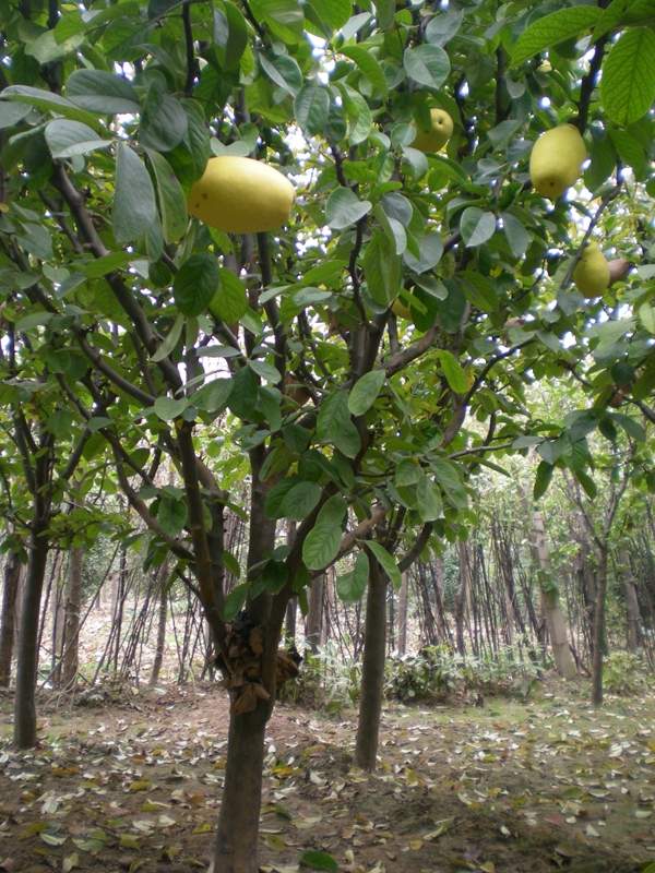 沭陽(yáng)的木瓜樹(shù)