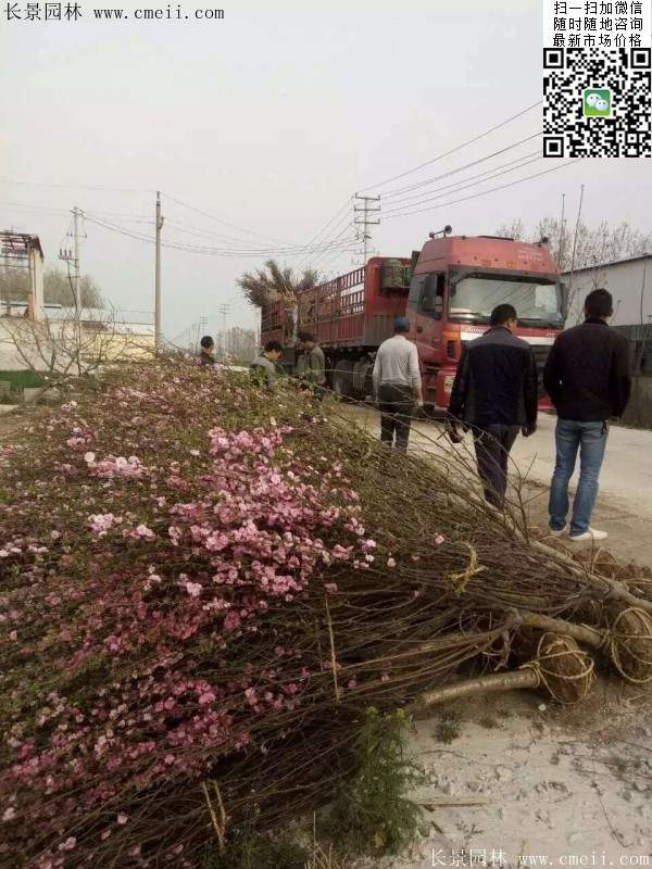 沭陽(yáng)榆葉梅的價(jià)格