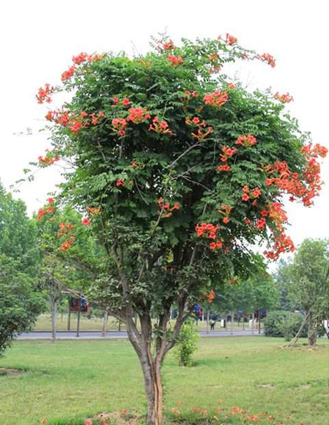 凌霄花樹(shù)