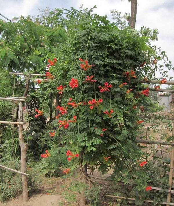 凌霄花樹(shù)