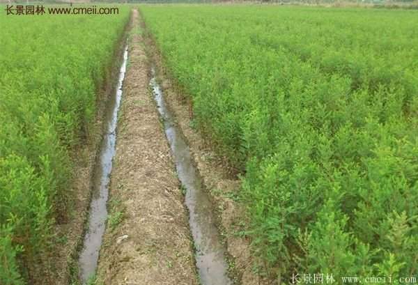 又好又便宜的水杉樹(shù)種植基地