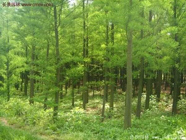 又好又便宜的水杉樹(shù)種植基地