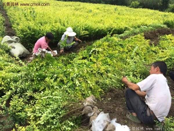 金葉女貞苗、金葉女貞球