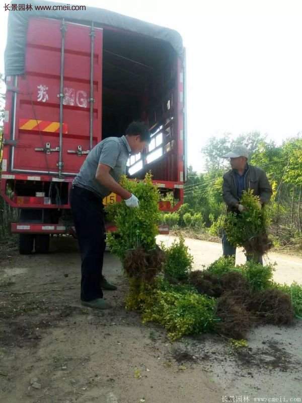 沭陽的金葉女貞基地