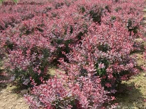 沭陽的紅葉小檗基地