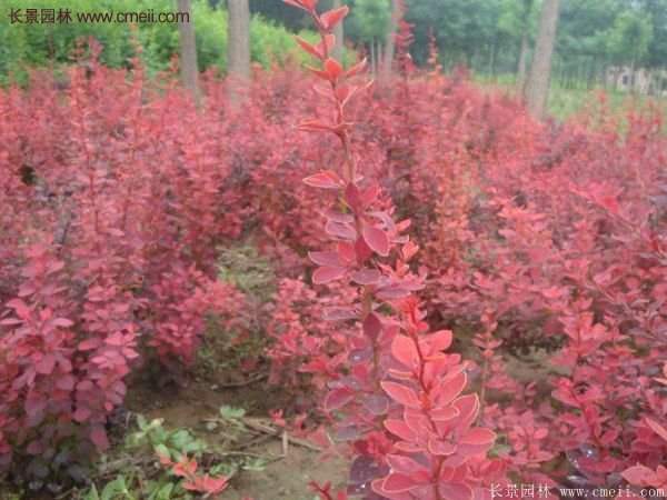 沭陽基地的紅葉小檗苗、紅葉小檗球