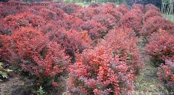 沭陽基地的紅葉小檗苗、紅葉小檗球