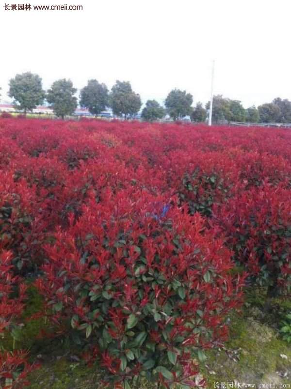 沭陽紅葉石楠基地