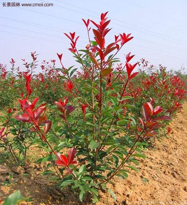 紅葉石楠基地