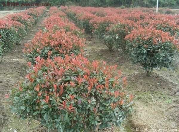 沭陽(yáng)紅葉石楠基地