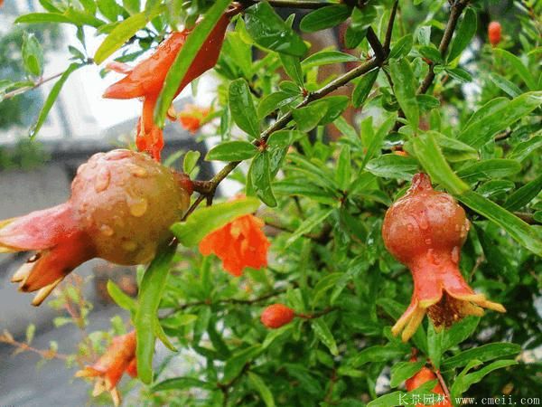 花石榴