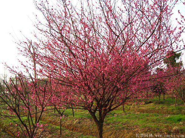 批發(fā)供應(yīng)紅梅和骨里紅梅，規(guī)格齊全、價(jià)格低