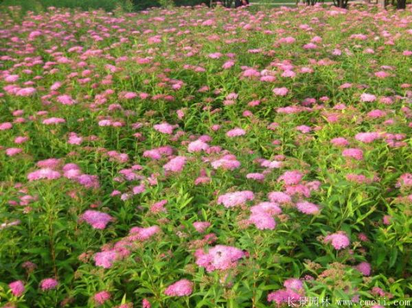 繡線(xiàn)菊