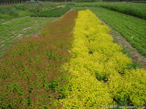 繡線(xiàn)菊