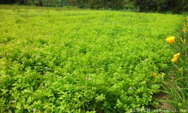 繡線(xiàn)菊