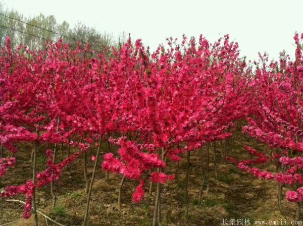 紅梅苗木-沭陽(yáng)長(zhǎng)景園林