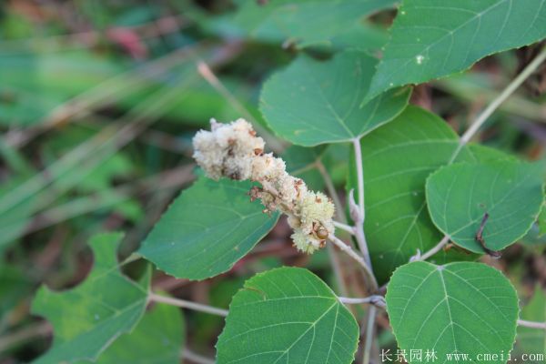 山烏桕圖片山烏桕苗木基地實拍