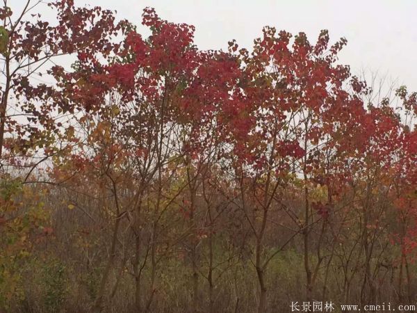 紅烏桕圖片紅烏桕基地實(shí)拍