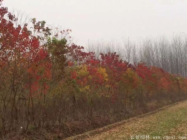 烏柏樹(shù)圖片烏柏樹(shù)苗木基地實(shí)拍