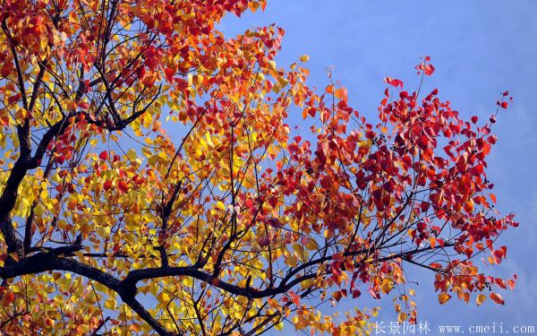 紅葉烏桕圖片紅葉烏桕基地實(shí)拍