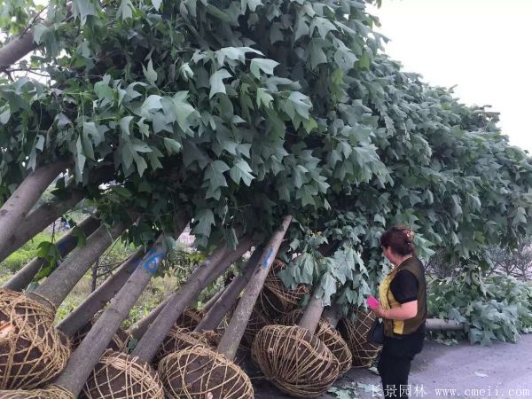 馬褂木圖片馬褂木基地實拍