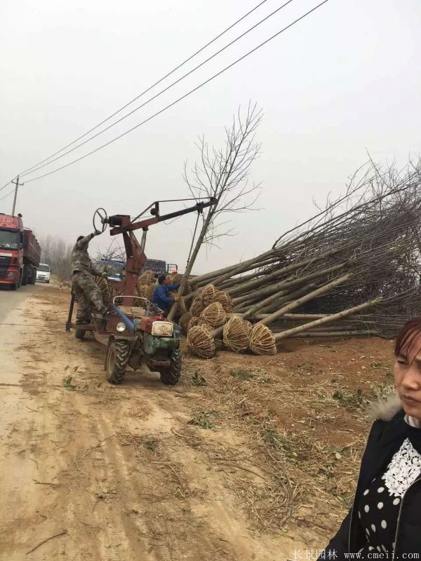 馬褂木圖片馬褂木基地實拍