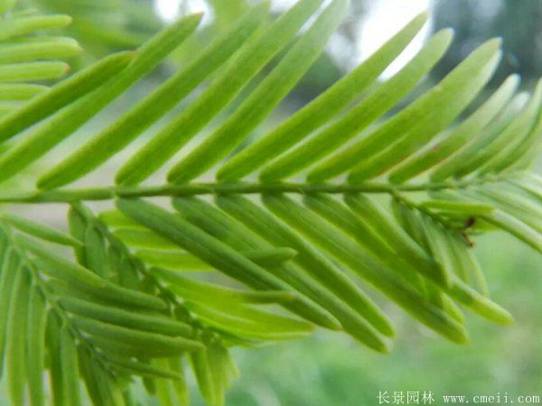 水杉樹圖片水杉樹基地實拍