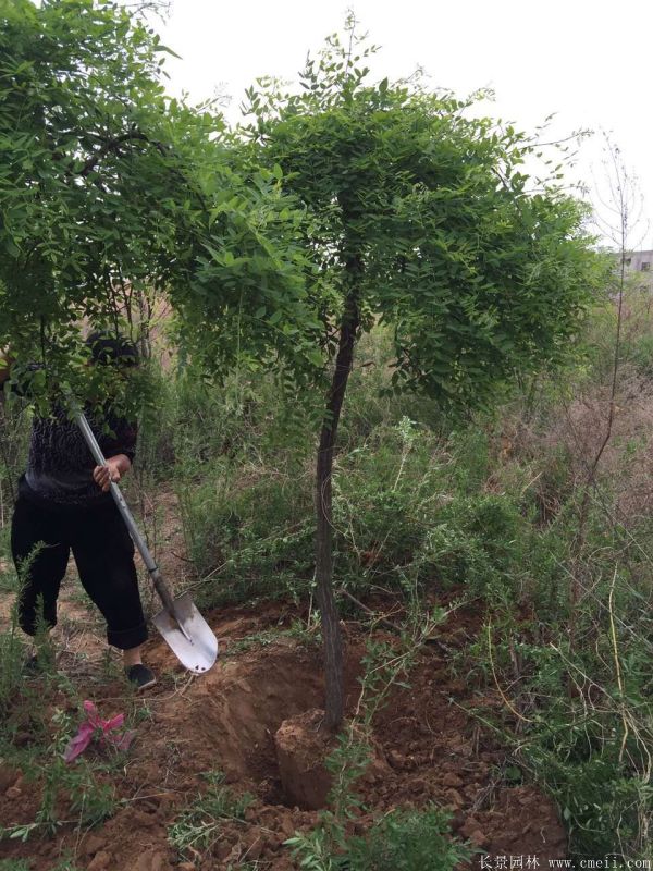 垂槐圖片垂槐基地實(shí)拍