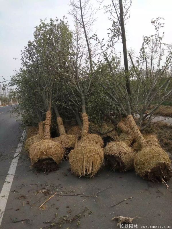 木瓜樹圖片木瓜樹基地實拍