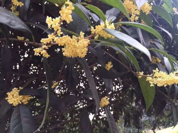 桂花樹(shù)圖片桂花樹(shù)基地實(shí)拍