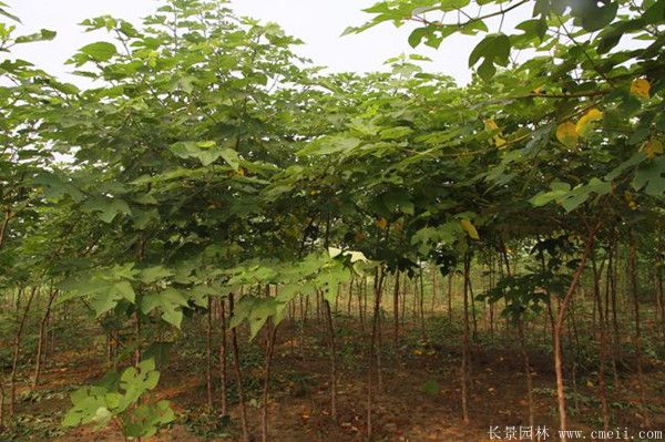 茍樹圖片茍樹基地實(shí)拍