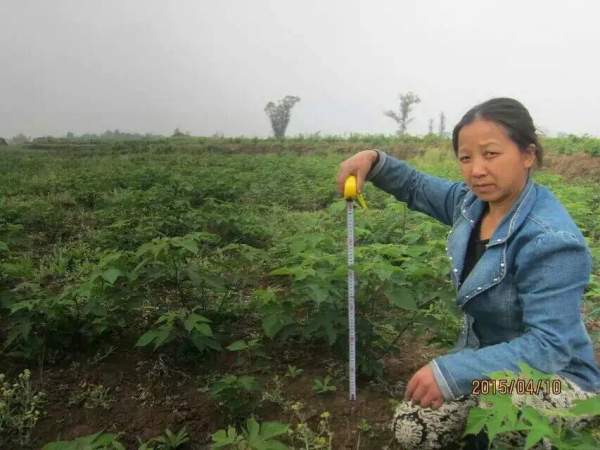 茍樹圖片茍樹基地實(shí)拍