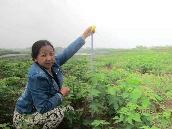 構(gòu)樹苗圖片構(gòu)樹小苗基地實拍