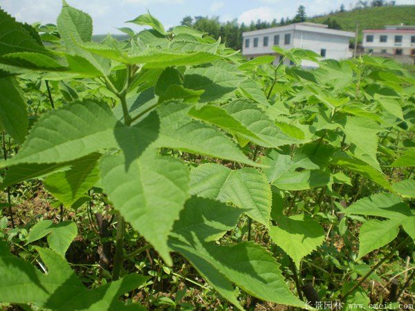 茍樹圖片茍樹基地實(shí)拍