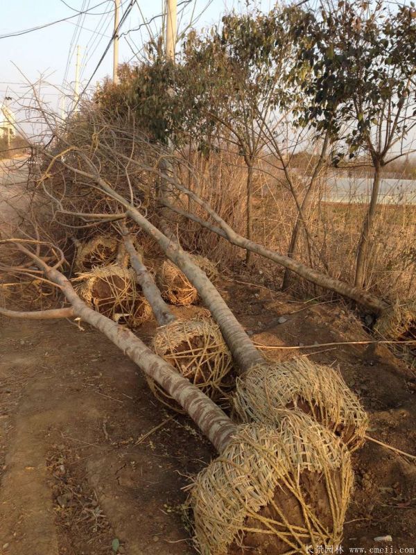 茍樹圖片茍樹基地實(shí)拍