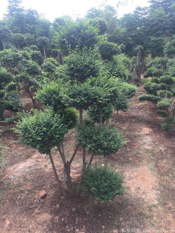 小葉女貞造型樹圖片基地實拍