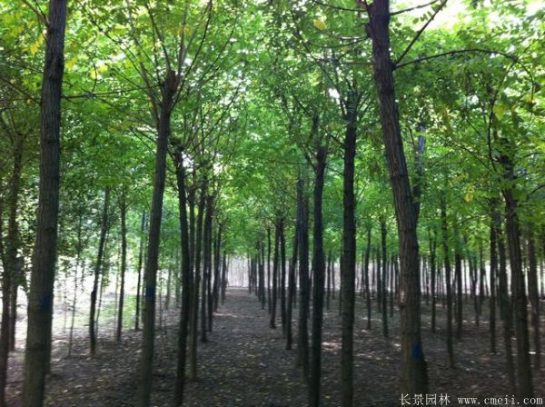 刺槐圖片刺槐基地實拍