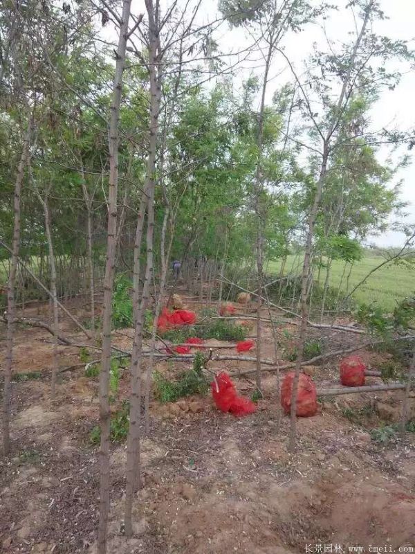 刺槐圖片刺槐基地實拍