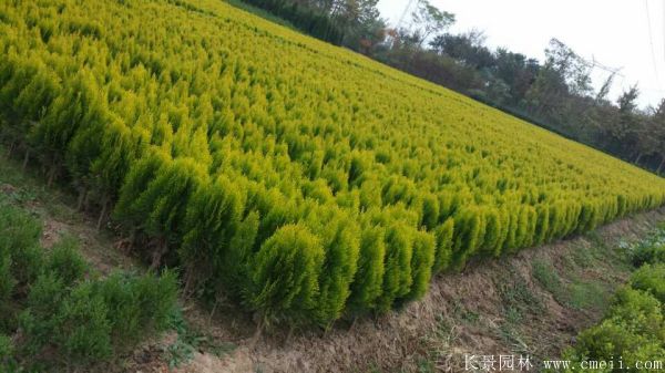 灑金柏種子發(fā)芽出苗圖片