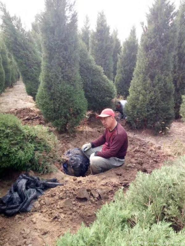 望都塔檜圖片基地實(shí)拍